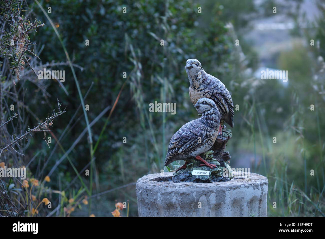 Pernici scolpiti in pietra in un'area selvaggia Foto Stock