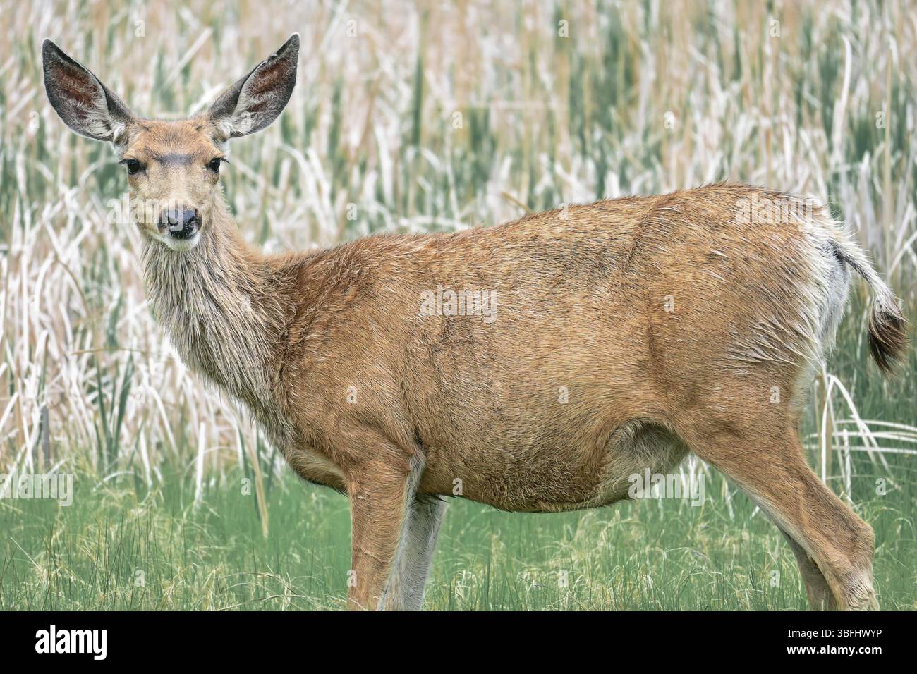 Pregnant Mule Deer, riserva naturale dell'arsenale delle Montagne Rocciose Foto Stock