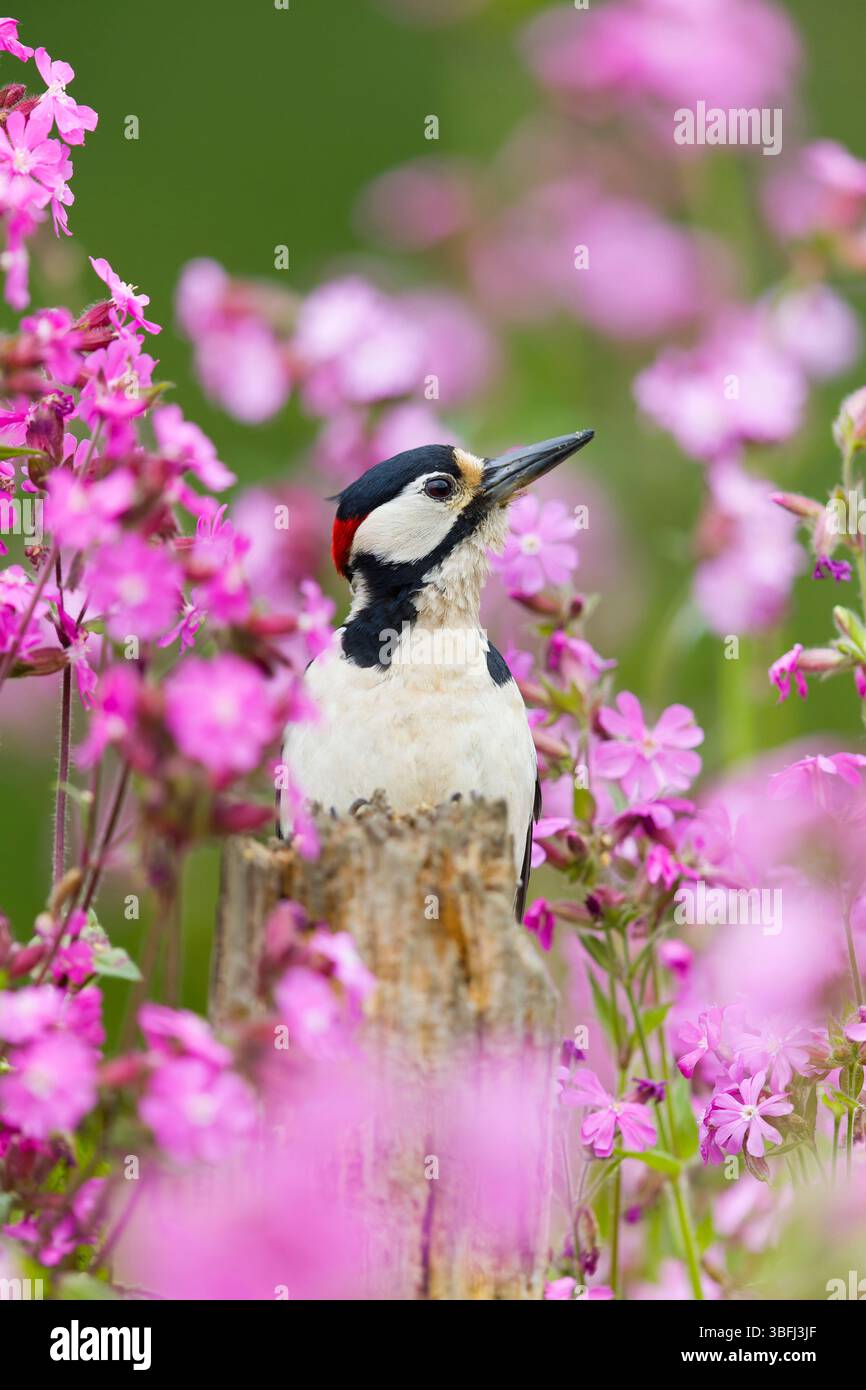 Grande picchio maculato Dendrocopos Major, maschio adulto arroccato sul ceppo tra Red campion Silene dioica, fiori, Suffolk, Inghilterra, maggio Foto Stock