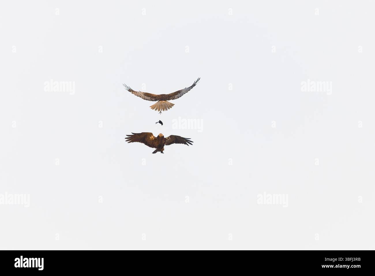 Marsh Harrier Circus aeruginosus, pass per il cibo da esibizione di coppia per adulti, ringhiera d'acqua Rallus aquaticus maschio, preda di pulcino per la femmina da prendere in volo Foto Stock