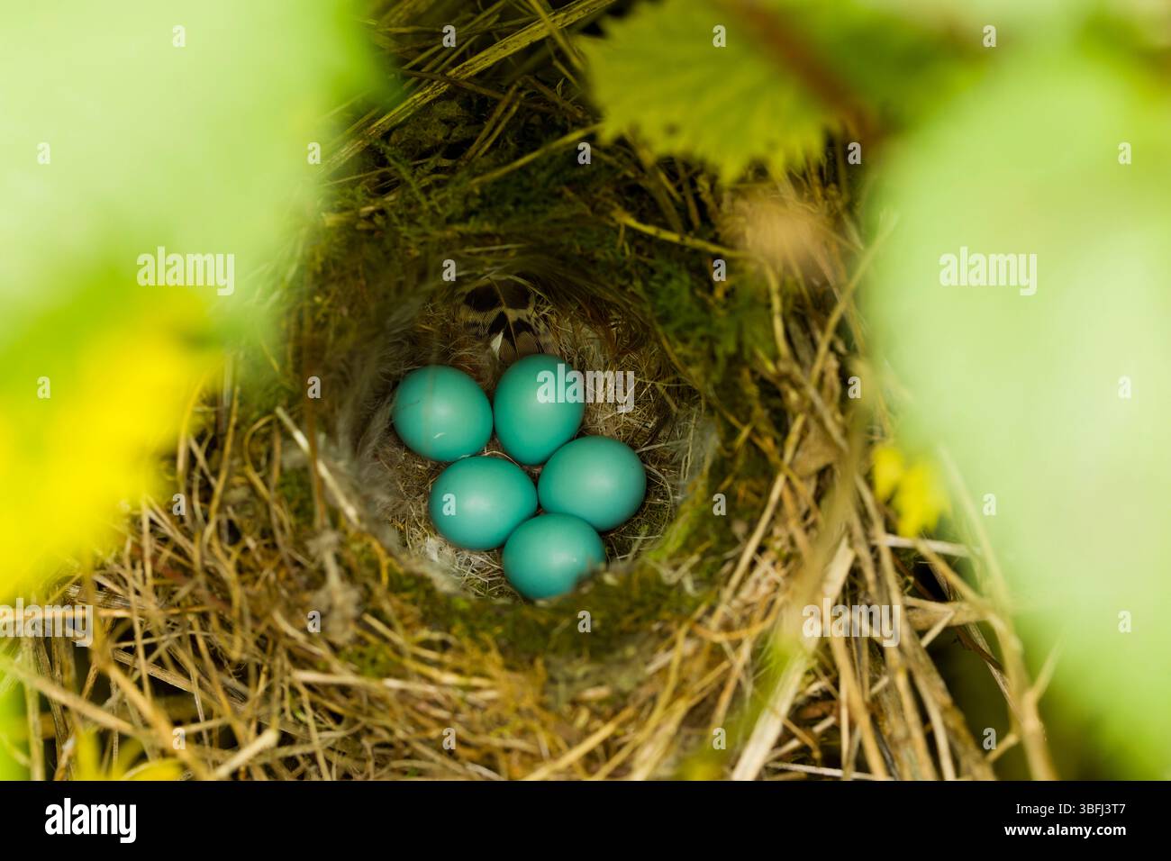Dunnock Prunella modularis, nido contenente 5 uova, Suffolk, Inghilterra, maggio Foto Stock