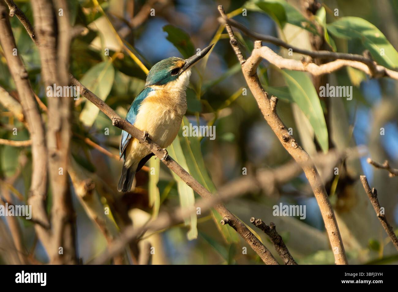 Sacro kingfisher o : Todiramphus sanctus arroccato in alto a Kununurra. Foto Stock