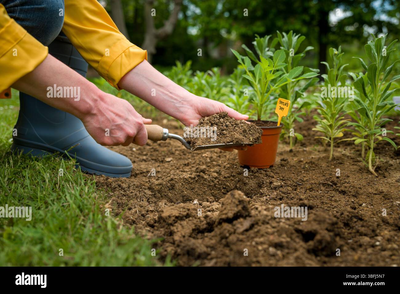 Piantare piante di dahlia in un aiuola. Donna che piantano tuberi di dahlia prescontati nel suo giardino. Foto Stock