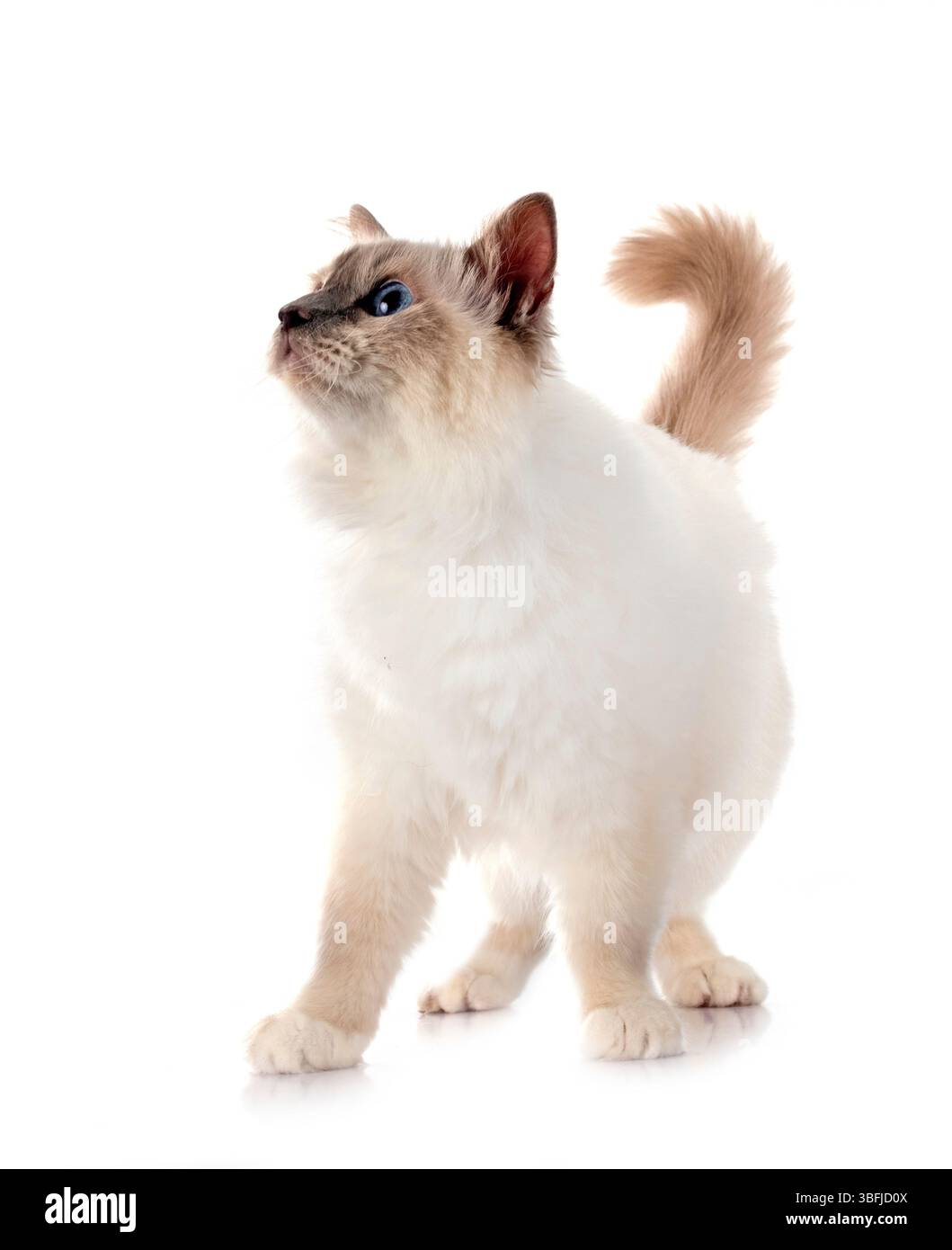 gatto di birman davanti a sfondo bianco Foto Stock