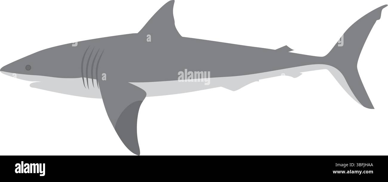 Illustrazione vettoriale di uno squalo Illustrazione Vettoriale