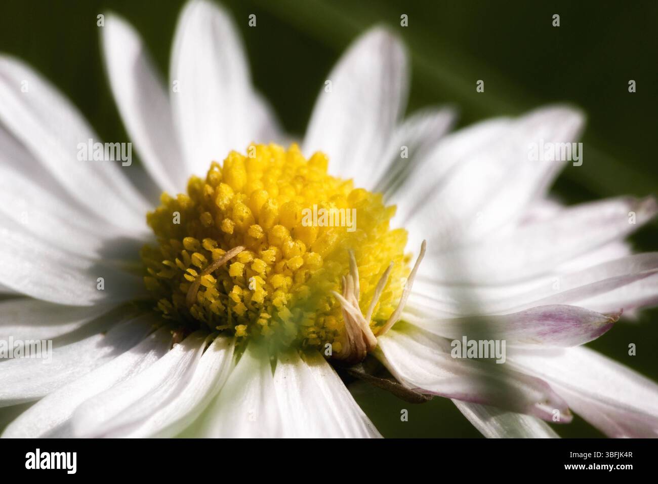 Una foto macro di un fiore a margherita, che si concentra sul centro giallo vibrante e sui morbidi petali bianchi, catturando la bellezza della natura Foto Stock