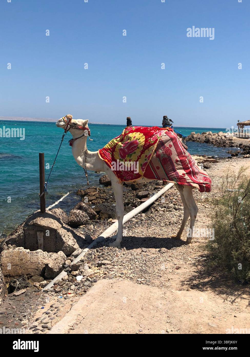 Cammello decorato in piedi sulla riva del Mar Rosso a Hurghada, in Egitto, in una soleggiata giornata estiva. Attrazione turistica comune lungo il lungomare. Foto Stock