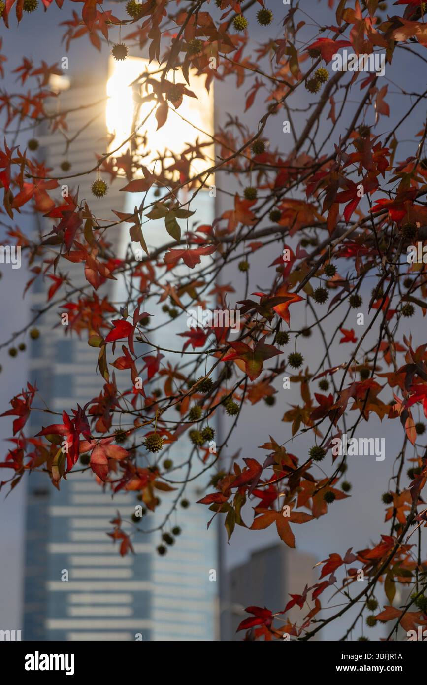 Foglie autunnali rosse che incorniciano un grattacielo moderno con riflessi del sole Foto Stock