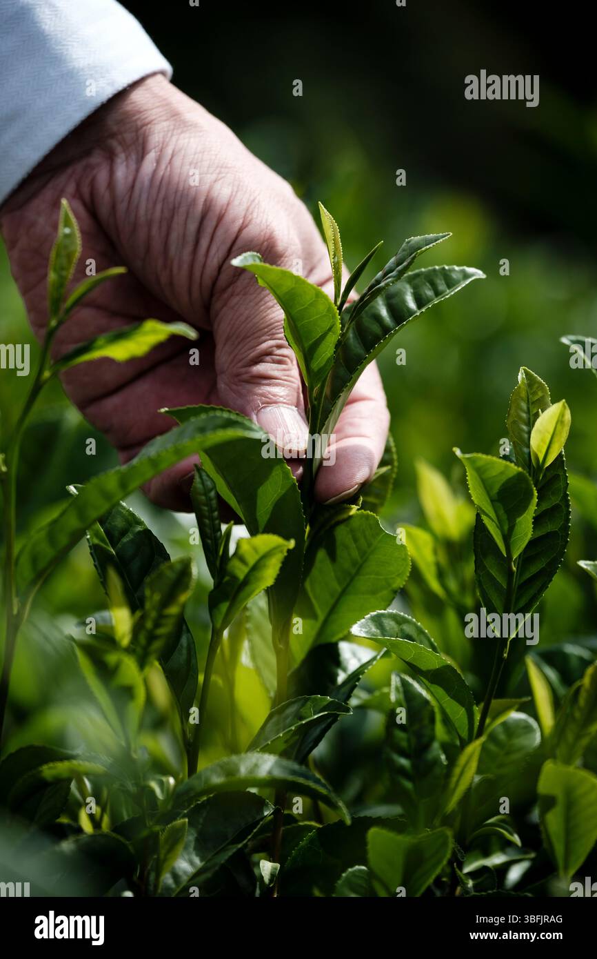 Contadino che raccoglie foglie di tè verde a Uji, Giappone Foto Stock