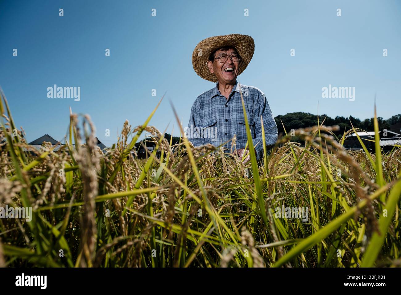L'agricoltore giapponese esamina la coltivazione del riso Yamadanishiki Sake nel campo Foto Stock