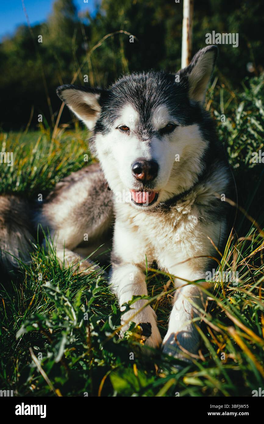 Cane malamuto dell'Alaska che si rilassa sull'erba nella natura Foto Stock