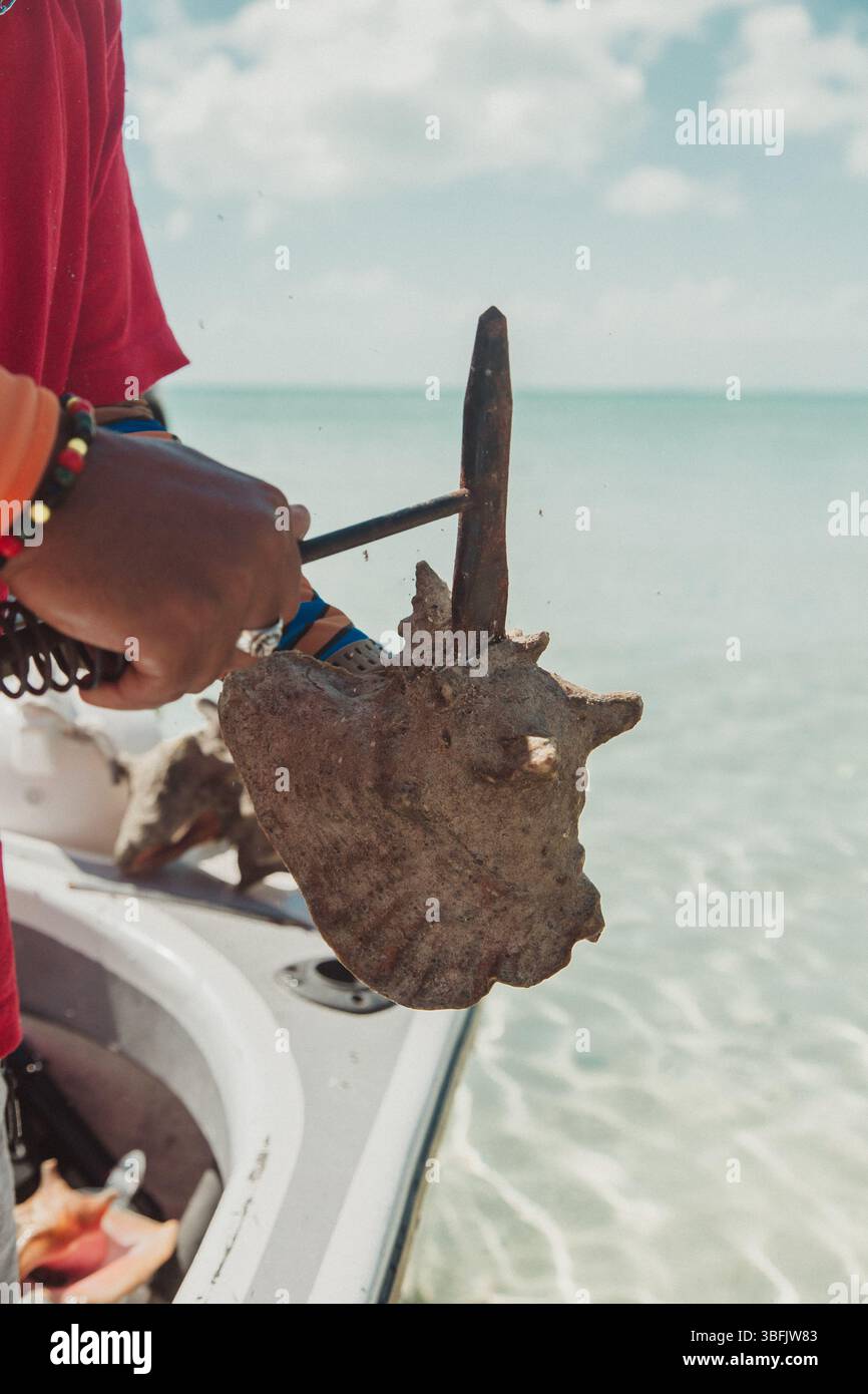 Persona che estrae la carne di conchiglia con l'attrezzo sopra l'acqua limpida del Belize Foto Stock