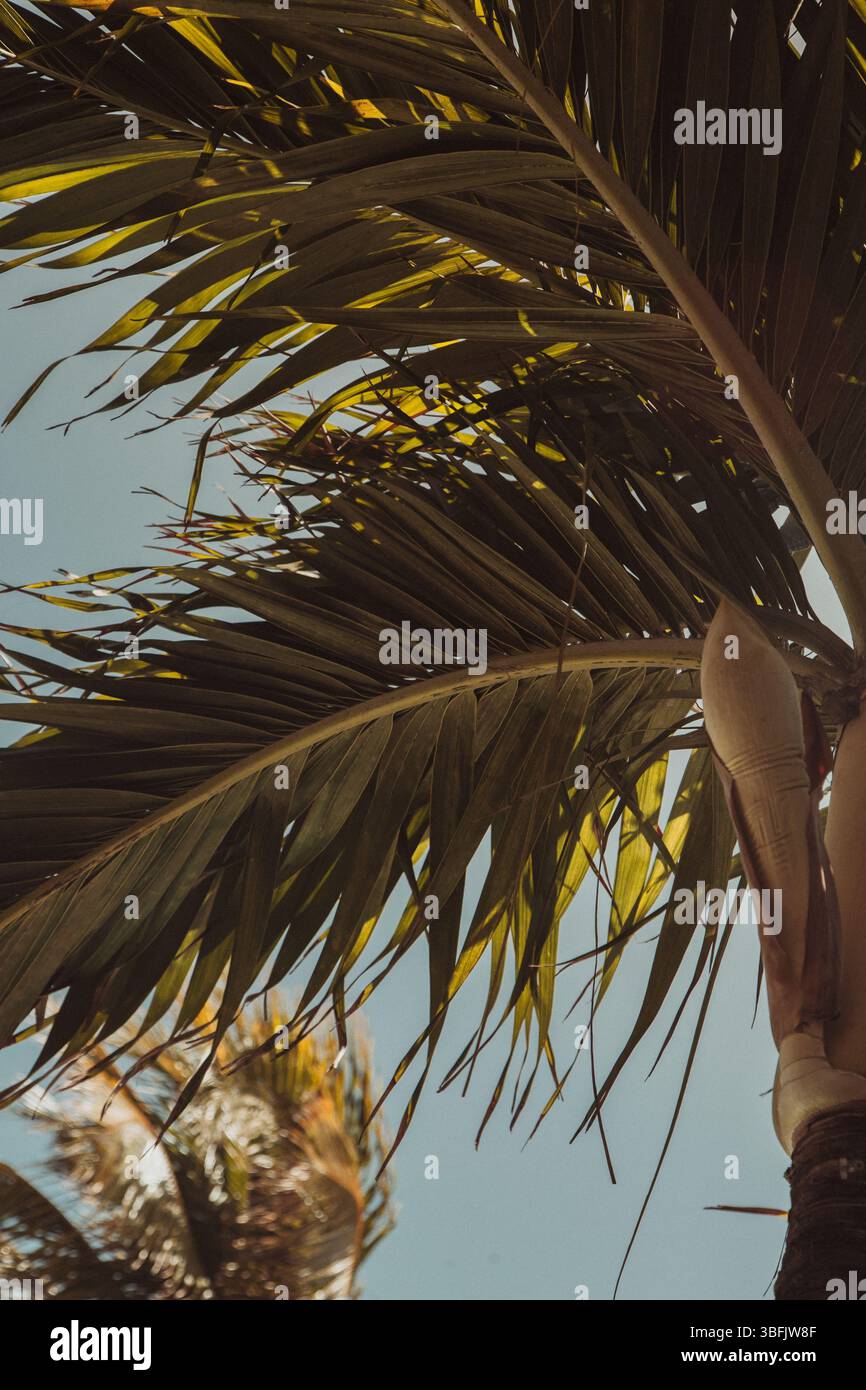 Primo piano di fronde di palme illuminate dal sole contro il cielo limpido del Belize Foto Stock