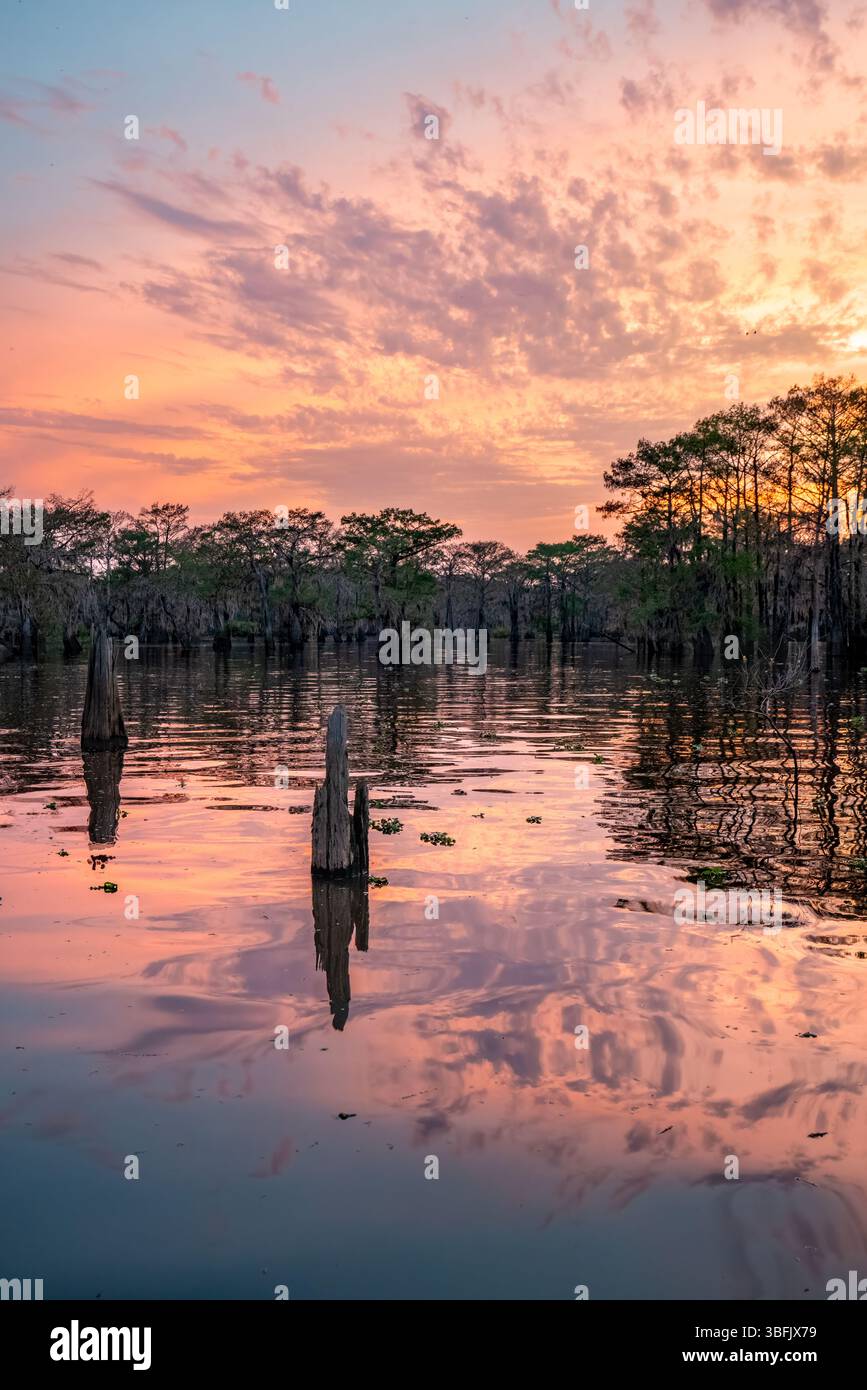 Tramonto rosa sulla palude di Achafalaya con cipresso e riflessi Foto Stock