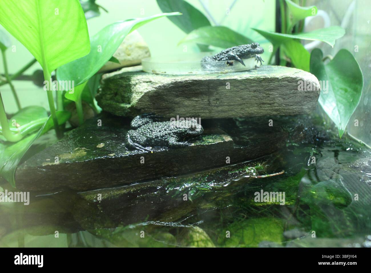 Rospo Bombina con pancioli rossi seduto su rocce in un acquario vicino all'acqua. Foto Stock