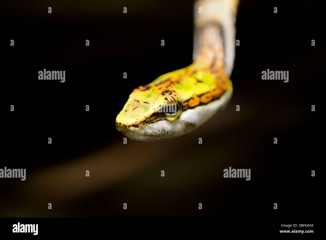 Serpente Savanna Vine Snake Thelotornis Capensis dettaglio testa Foto Stock
