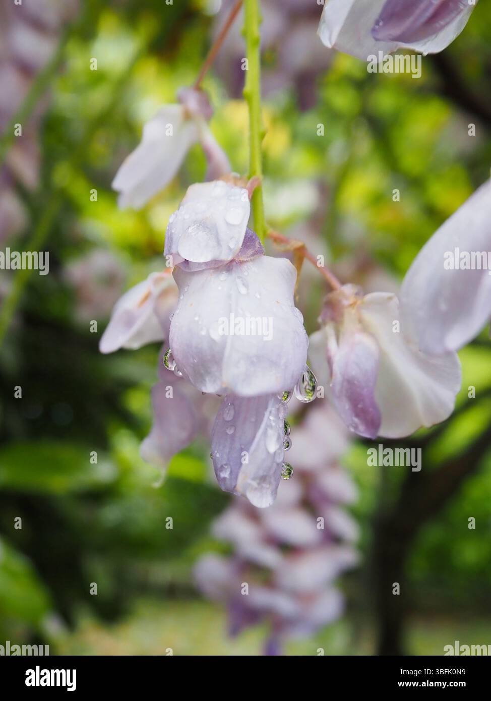 Una foto macro dettagliata di petali di glicine in tonalità bianco e viola, ricoperti da scintillanti goccioline d'acqua. Messa a fuoco morbida in un ambiente fresco. Foto Stock