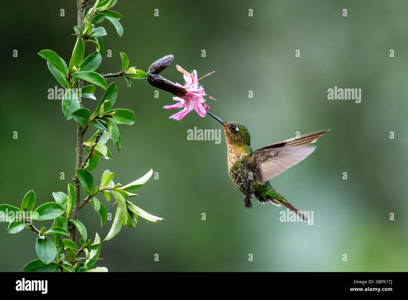 Una femmina di colibrì Tyrian Metaltail, Metallura tyrianthina, che si nutre di un fiore di Barnadesia in Ecuador. Foto Stock
