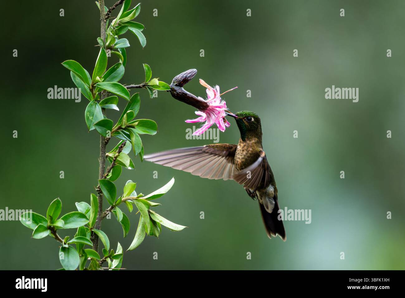 Un colibrì Tyrian Metaltail maschio, Metallura tyrianthina, che si nutre di un fiore di Barnadesia in Ecuador. Foto Stock