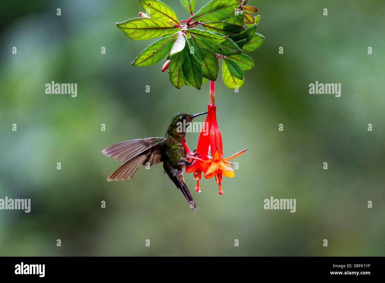 Un colibrì Tyrian Metaltail maschio, Metallura tyrianthina, appollaiato su un fiore di fucsia in Ecuador. Foto Stock