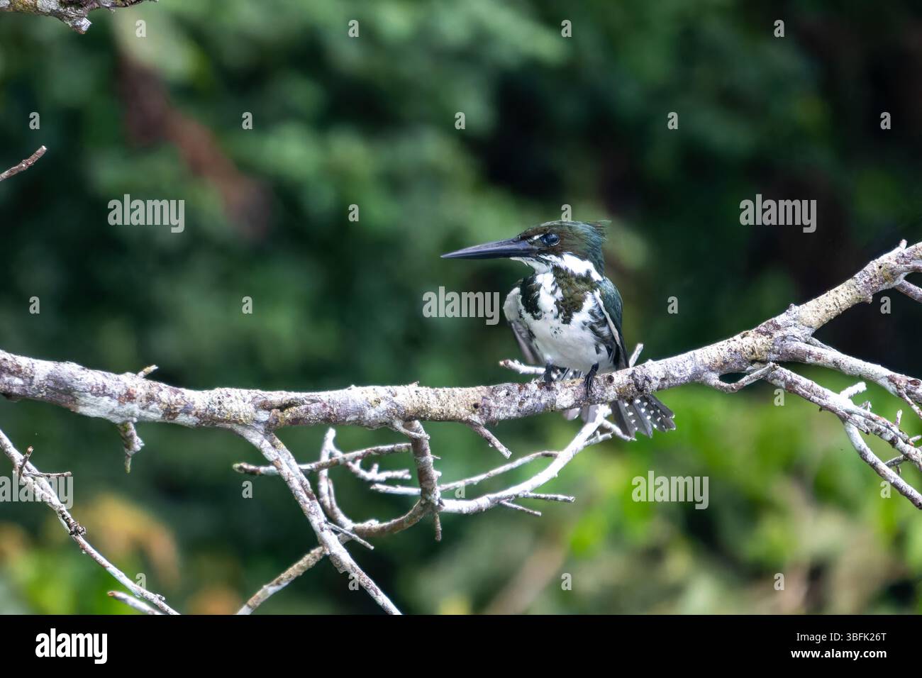 Un Kingfisher amazzonico - Chloroceryle amazona, nel Parco Nazionale di Yasuni nell'Ecuador amazzonico. Foto Stock