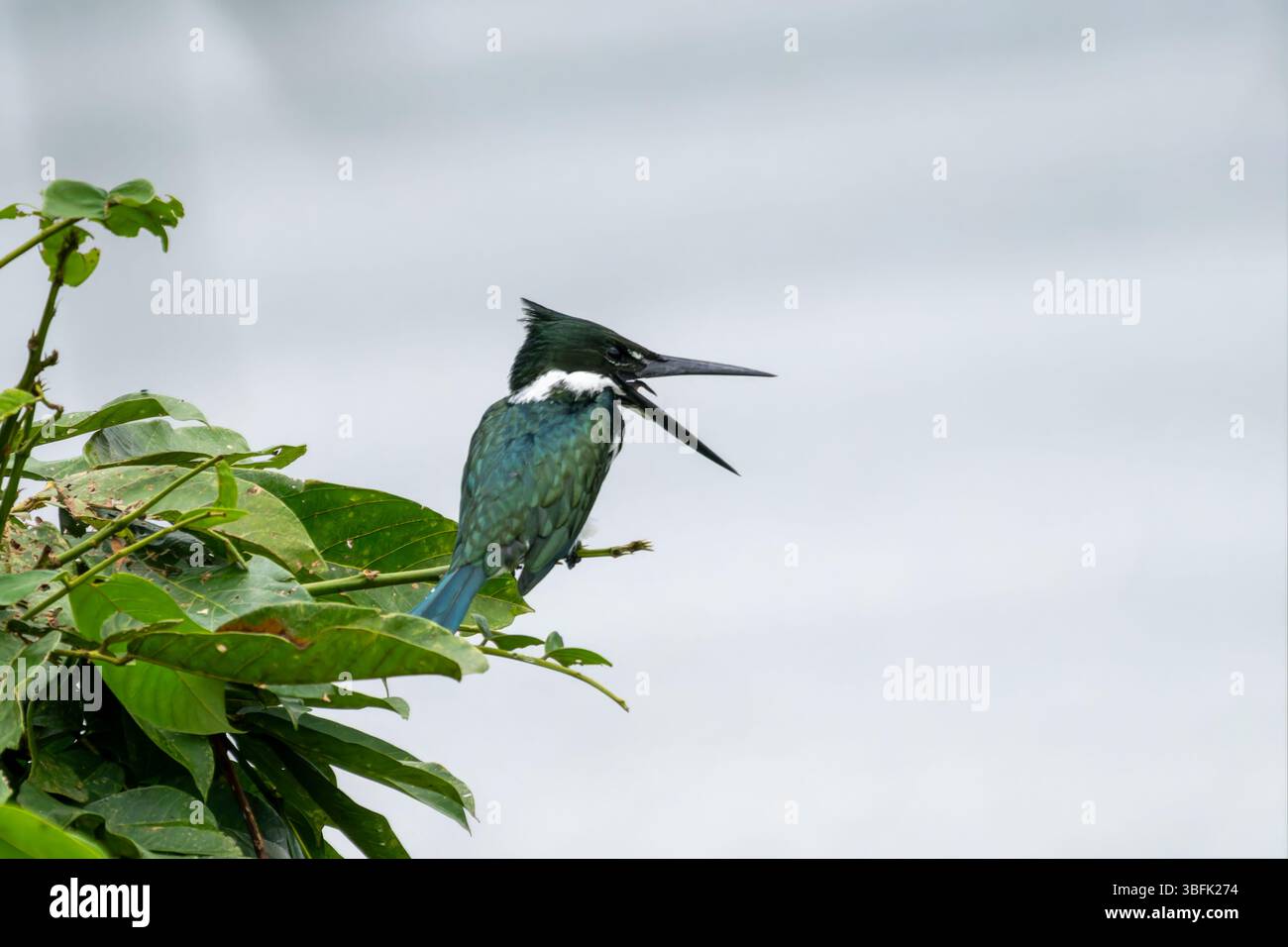 Un Kingfisher amazzonico - Chloroceryle amazona, nel Parco Nazionale di Yasuni nell'Ecuador amazzonico. Foto Stock