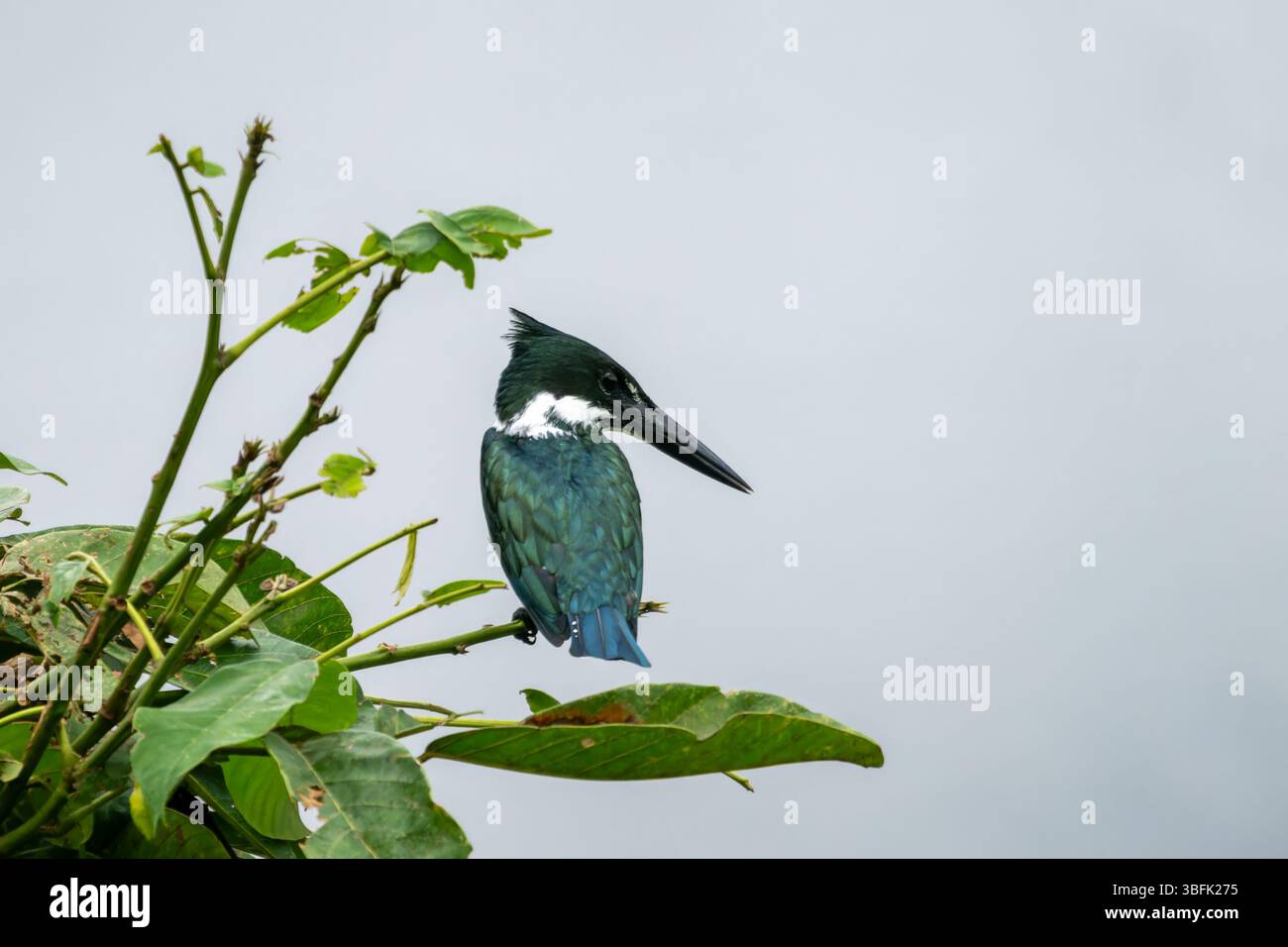 Un Kingfisher amazzonico - Chloroceryle amazona, nel Parco Nazionale di Yasuni nell'Ecuador amazzonico. Foto Stock