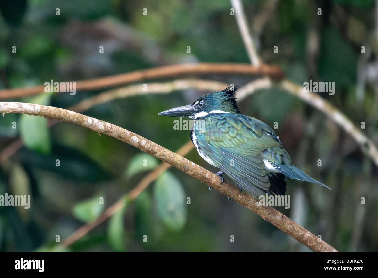 Un Kingfisher amazzonico - Chloroceryle amazona, nel Parco Nazionale di Yasuni nell'Ecuador amazzonico. Foto Stock