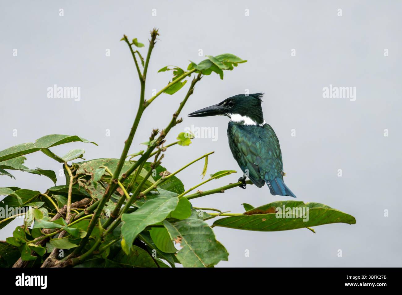 Un Kingfisher amazzonico - Chloroceryle amazona, nel Parco Nazionale di Yasuni nell'Ecuador amazzonico. Foto Stock