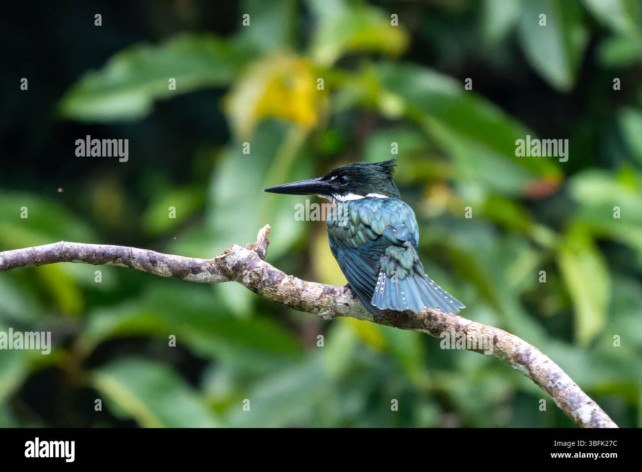 Un Kingfisher amazzonico - Chloroceryle amazona, nel Parco Nazionale di Yasuni nell'Ecuador amazzonico. Foto Stock