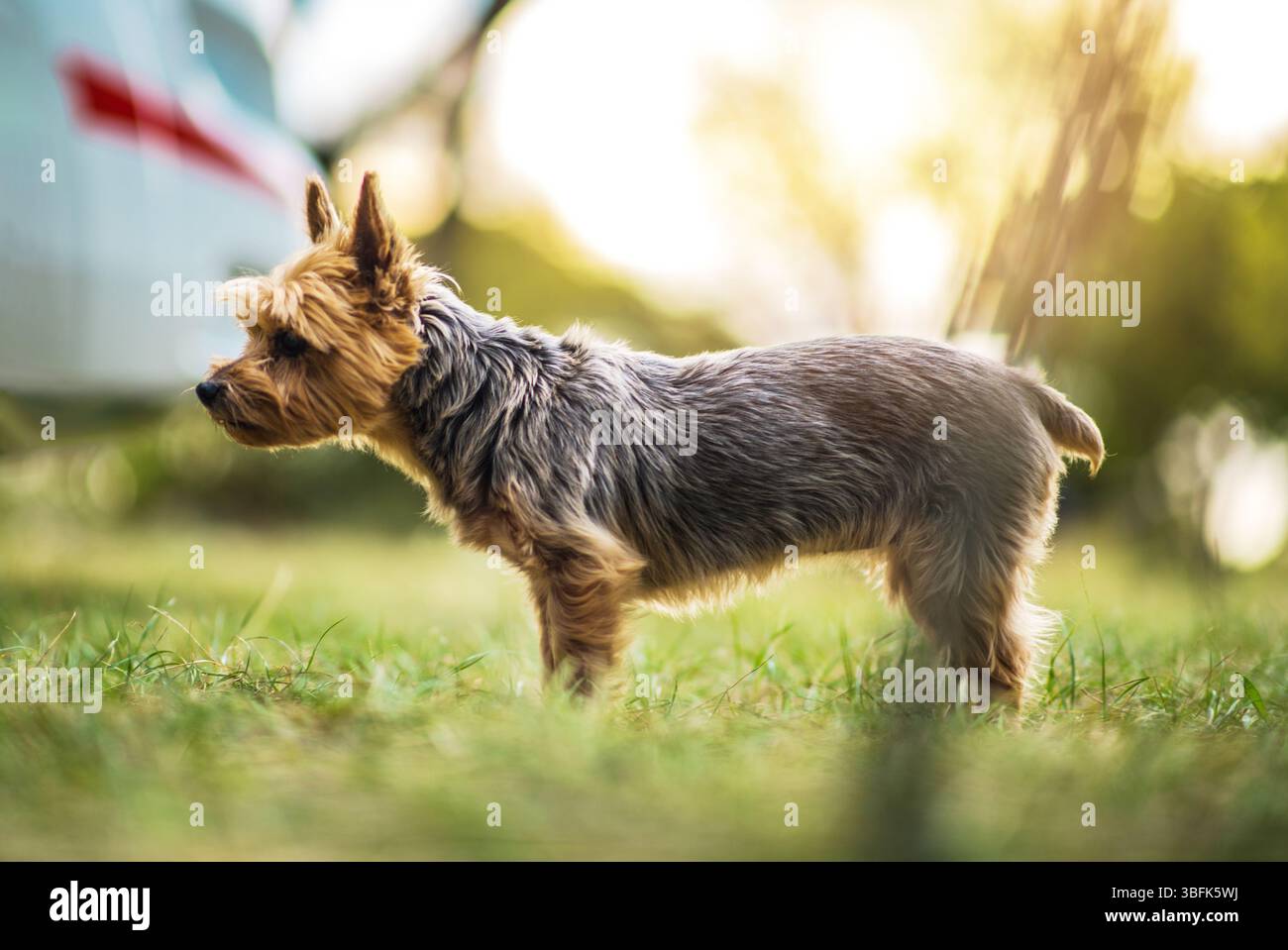 Un piccolo cane con pelliccia soffice si erge su un'erba lussureggiante, godendosi il caldo bagliore del sole del tardo pomeriggio. L'ambiente offre una tranquilla atmosfera all'aperto. Foto Stock