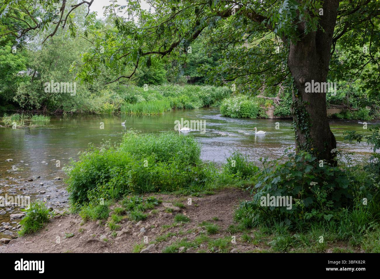 Una famiglia di cigni che nuotano sul fiume Stour a Blandford nel Dorset in una mattina di primavera Foto Stock