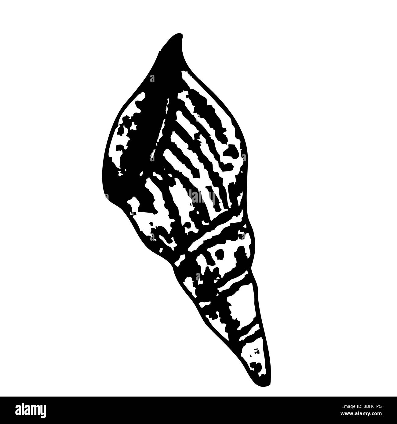 Illustrazione dettagliata della conchiglia che mostra elementi della vita marina per un design artistico ed educativo. Illustrazione vettoriale. Conchiglie di mare bianche e nere Illustrazione Vettoriale