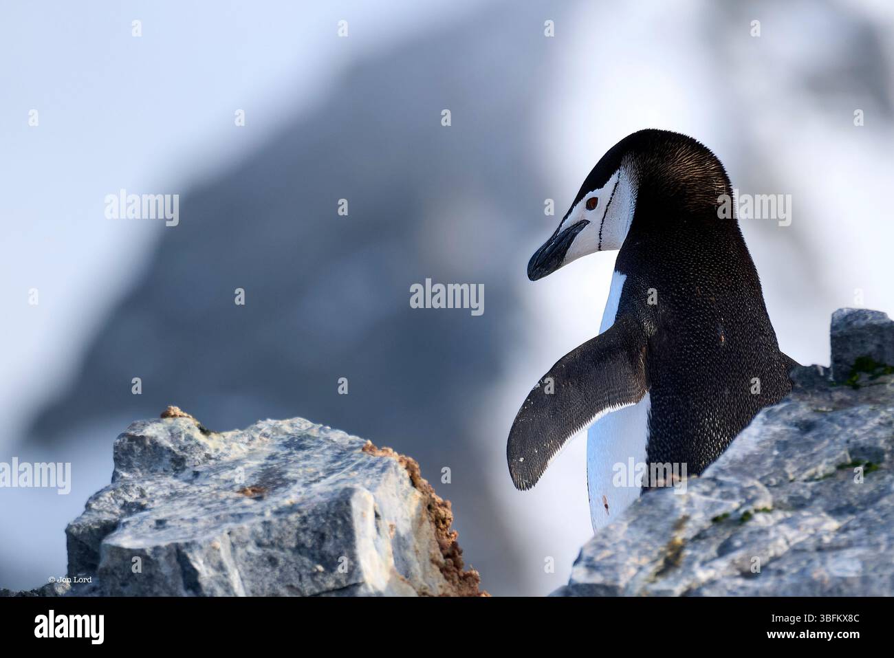 Pinguino Chinstrap per adulti singolo (Pygoscelis AntarcticusIn) in Una colonia coperta di roccia sopra il porto di Orne, sulla costa della penisola Antartica Foto Stock