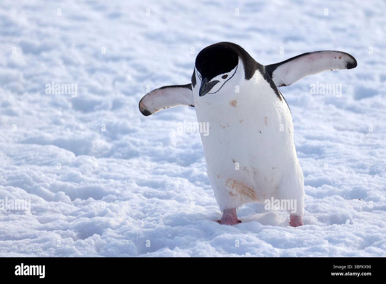 Un pinguino Chinstrap adulto (Pygoscelis AntarcticusIn) che cammina lungo Un pendio innevato fino al mare da Una colonia sopra il porto di Orne, in Antartide Foto Stock
