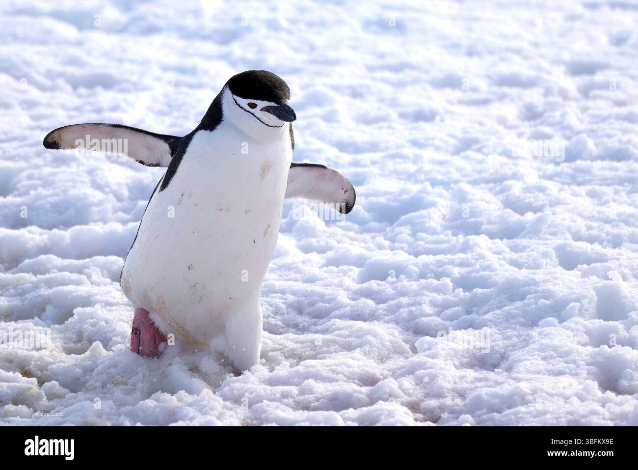 Un pinguino Chinstrap adulto (Pygoscelis AntarcticusIn) che cammina lungo Un pendio innevato fino al mare da Una colonia sopra il porto di Orne, in Antartide Foto Stock
