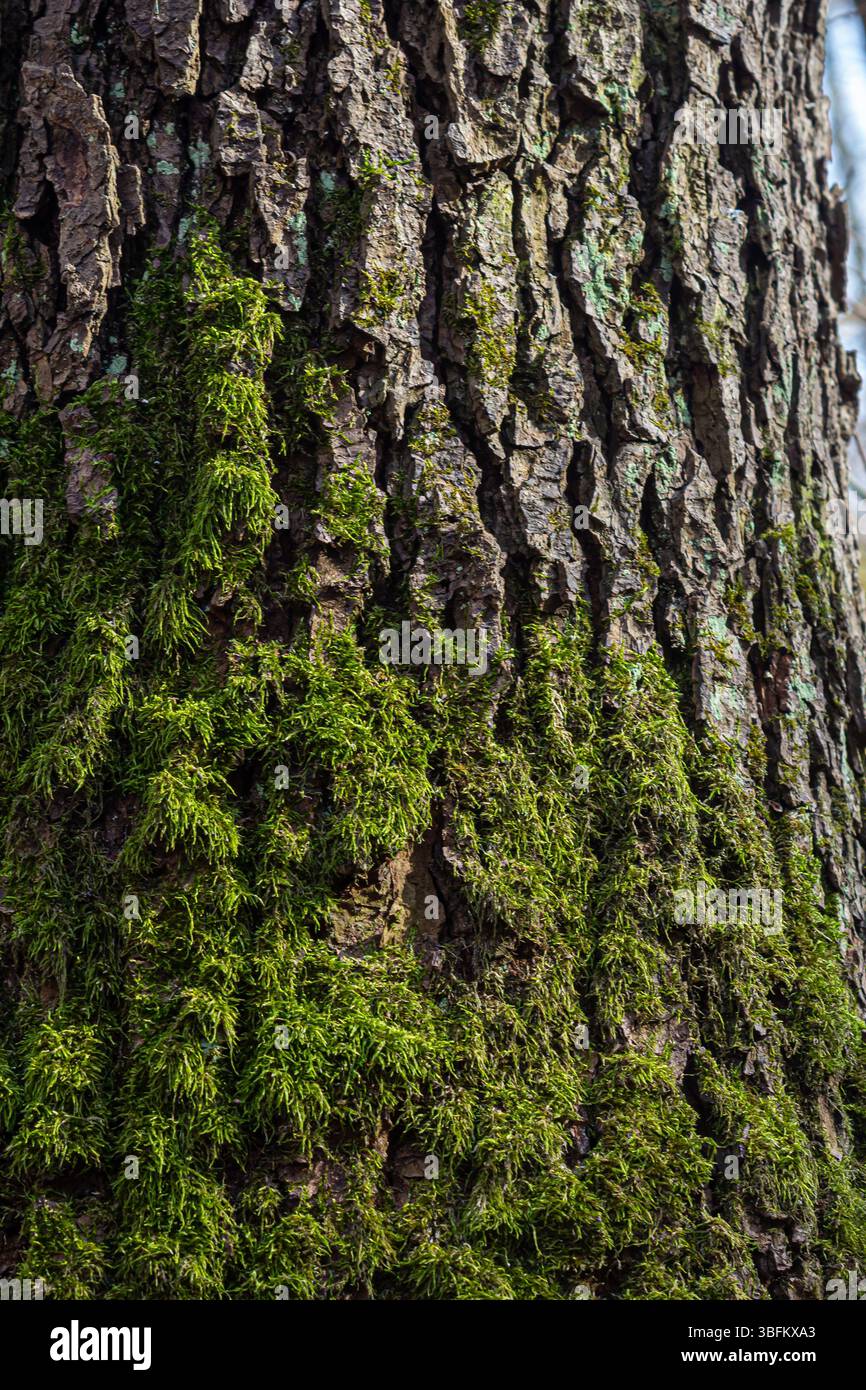 In una tranquilla foresta, il muschio verde brillante prospera sulla corteccia strutturata di un antico albero che mette in risalto la bellezza della natura e la crescita sotto la luce del sole. Foto Stock