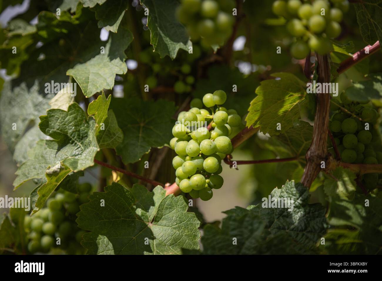 Primo piano di uva verde sulla vite con foglie visibili e grappoli di uva sfocati sullo sfondo, ambiente naturale all'aperto dei vigneti Foto Stock