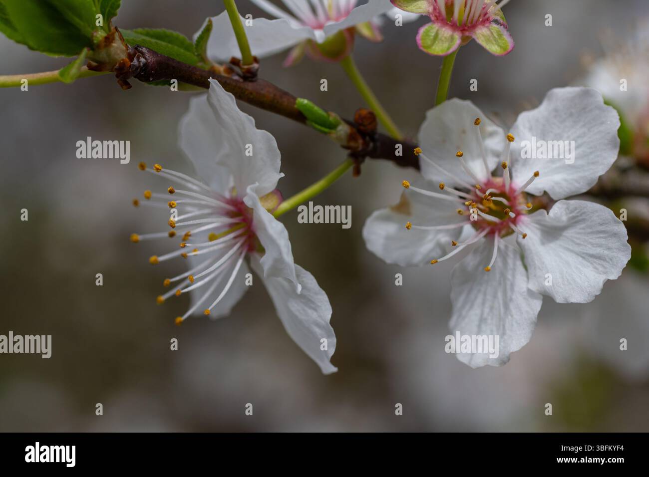 I fiori di Prunus cerasifera fioriscono vibrante in primavera con petali bianchi e prominenti stami gialli che mostrano la bellezza della natura in un parco locale. Foto Stock