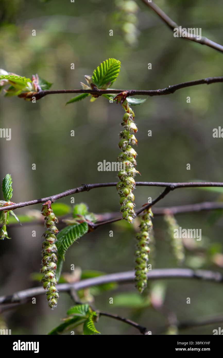 La primavera dà vita ai piedi del coltsfoot con fiori gialli brillanti che emergono accanto a foglie verdi lussureggianti che creano una splendida mostra di bellezza stagionale in natura Foto Stock