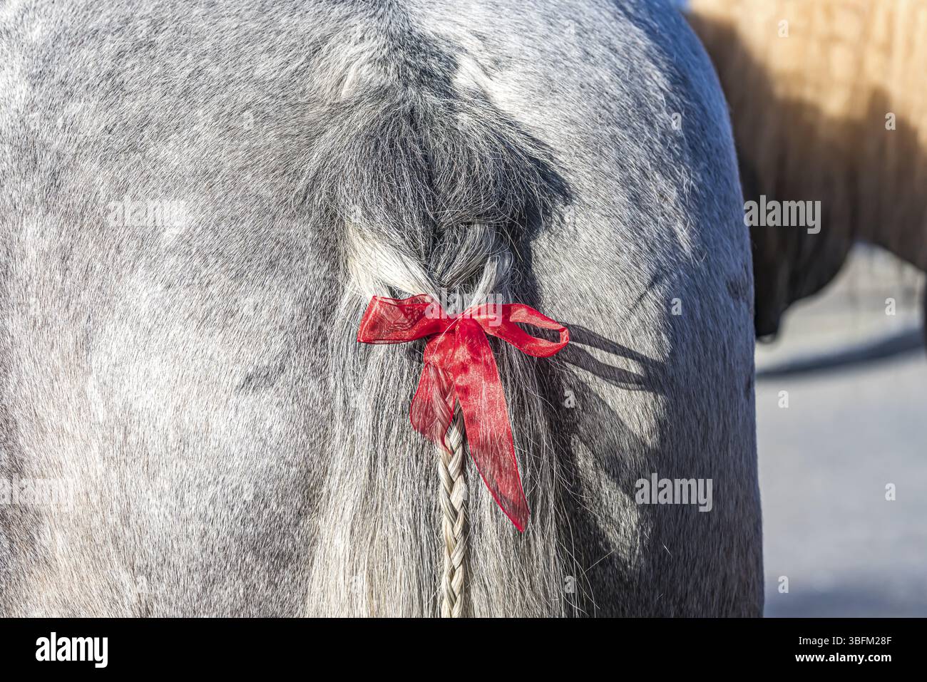 Coda di cavallo grigia intrecciata ad arte. Il nastro rosso è un sottile avvertimento. Il cavallo tende a sbattere fuori. Baden-Wuerttemberg, Germania, Europa Foto Stock