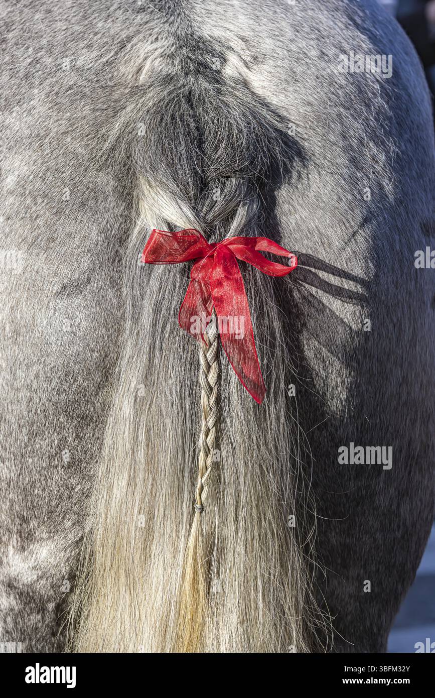 Coda di cavallo grigia intrecciata ad arte. Il nastro rosso è un sottile avvertimento. Il cavallo tende a sbattere fuori. Baden-Wuerttemberg, Germania, Europa Foto Stock