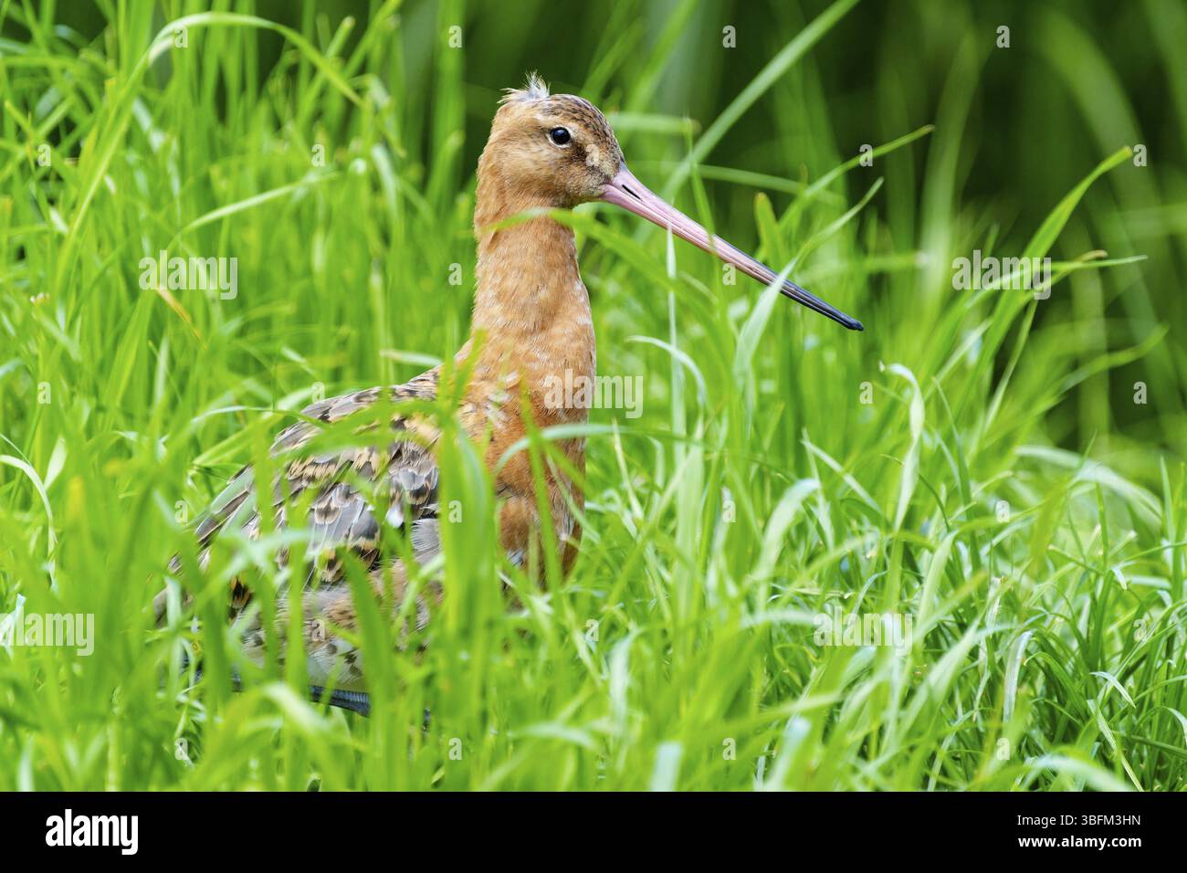 Un uccello con un lungo becco si erge nell'erba alta, Godwit dalla coda nera (Limosa limosa), Francia, Europa Foto Stock