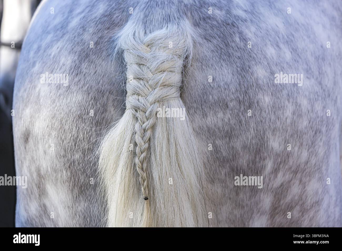 Coda di cavallo grigia intrecciata ad arte. Baden-Wuerttemberg, Germania, Europa Foto Stock