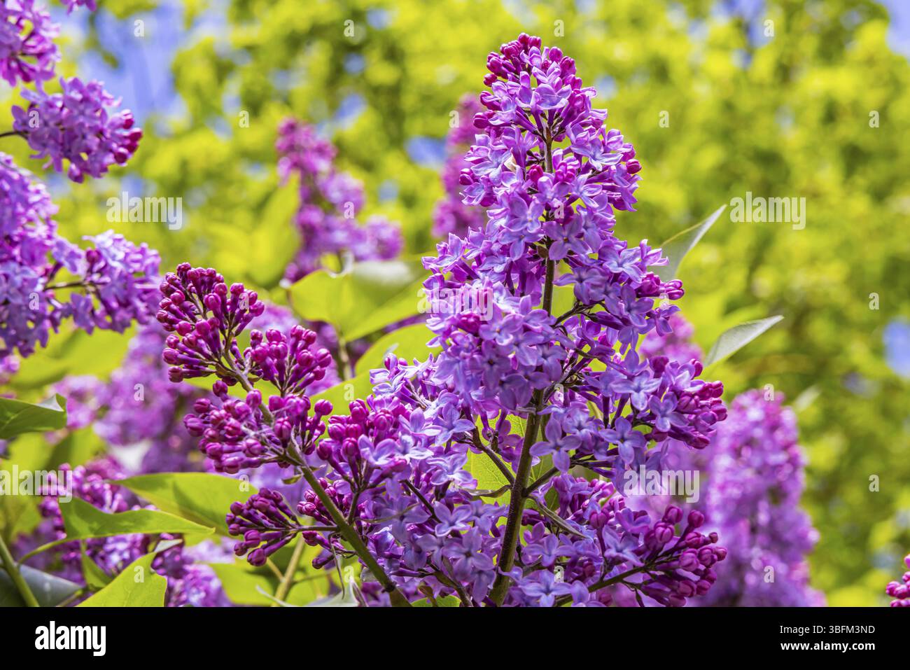 Lilla comune o lilla comune (Syylan vulgaris) . Fiore primaverile di colore viola. Amstetten, Baden-Wuerttemberg, Germania, Europa Foto Stock