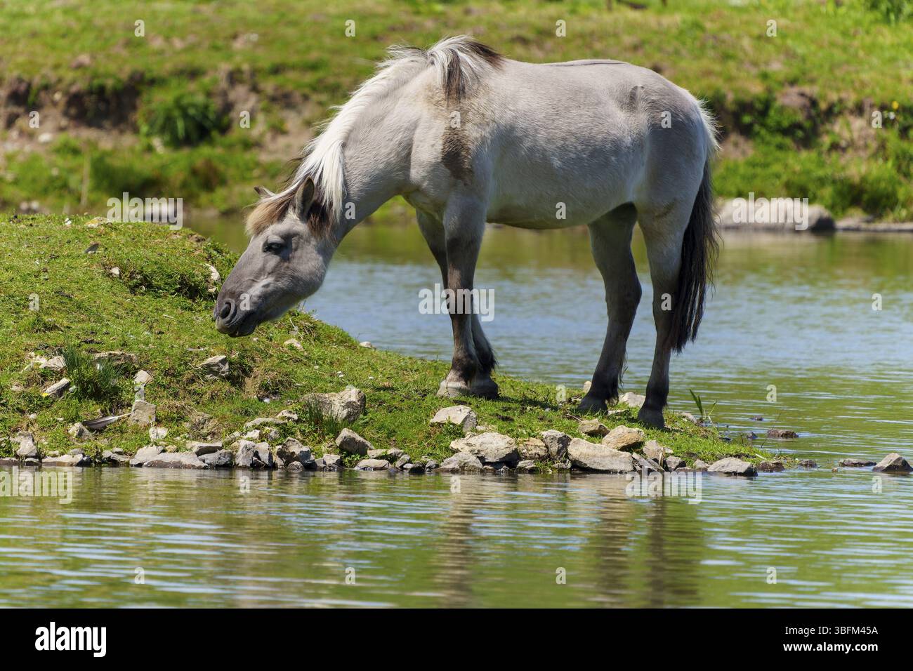 Un cavallo si erge rilassato sulla riva di un corpo d'acqua e si guarda intorno, Tarpan Horse (Equus ferus) France Foto Stock