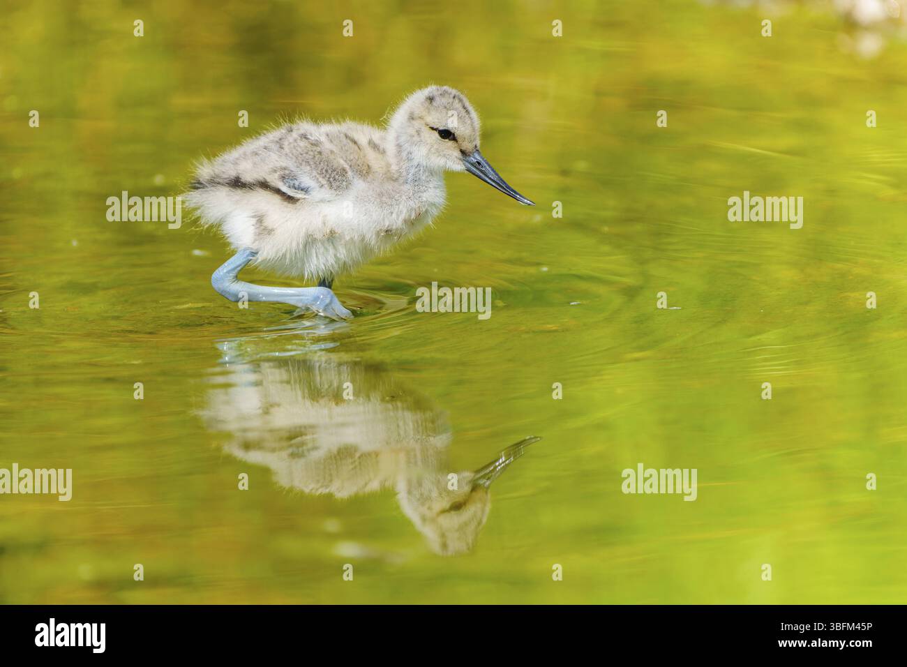 Un piccolo uccello si trova fermo nell'acqua, il suo riflesso chiaramente visibile, Avocet, (Recurvirostra avosetta), Francia, Europa Foto Stock