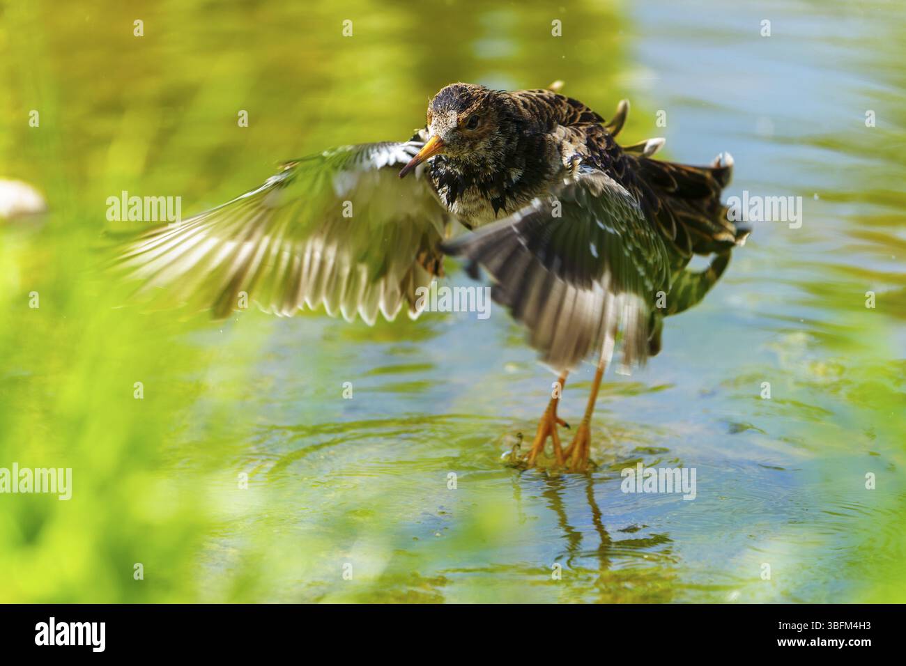 Uccello con ali fluttuanti in acqua in un ambiente naturale vivace, rossiccio, (Tringa totanus), Francia, Europa Foto Stock