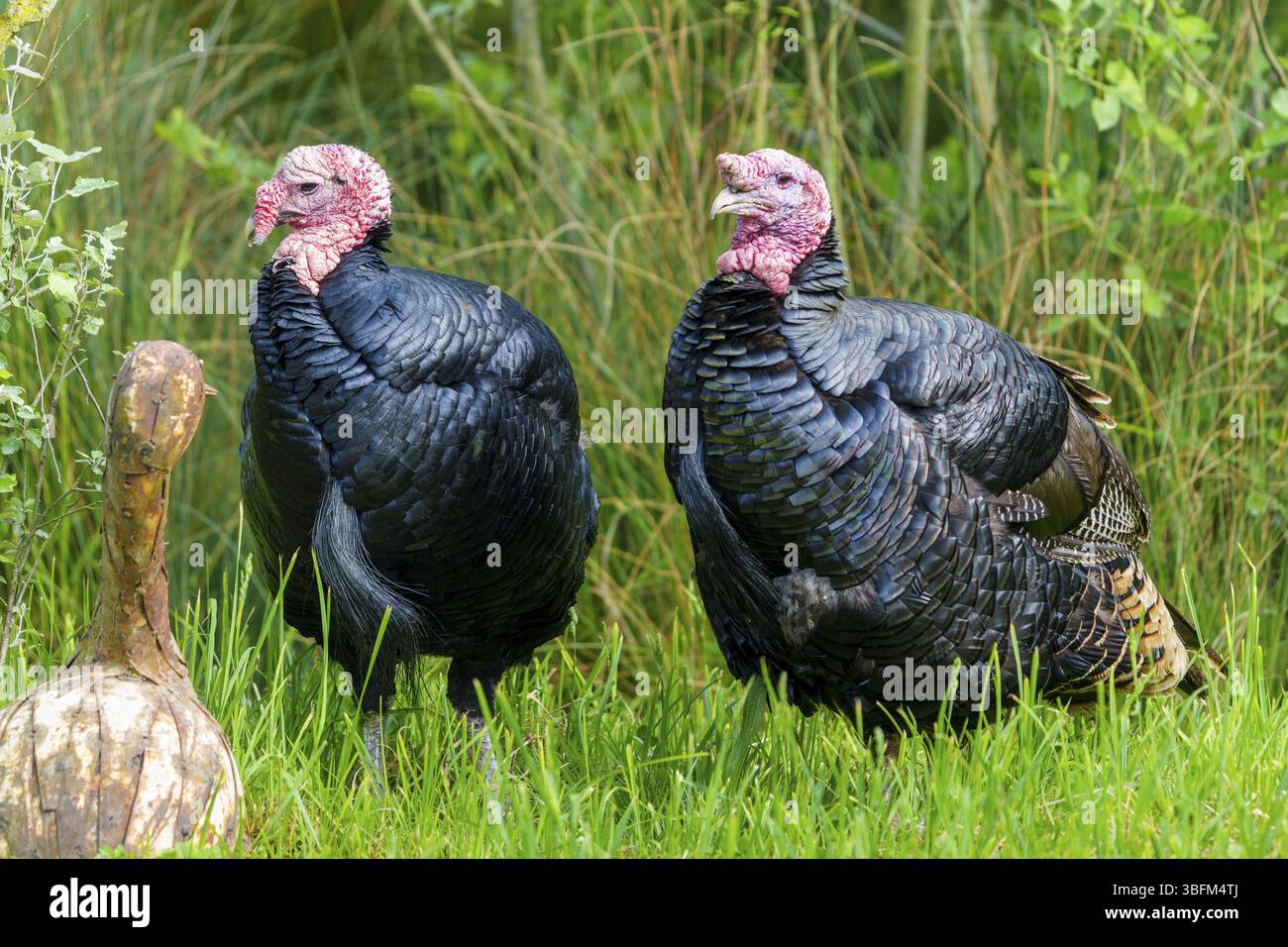 Due tacchini in piedi uno accanto all'altro su un prato verde con un ceppo d'albero, turchia (Meleagris gallopavo) Francia Foto Stock