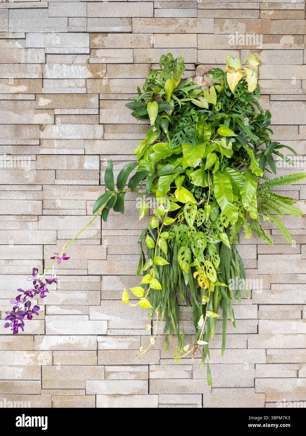 Uno splendido giardino verticale su un muro di pietra, caratterizzato da vegetazione lussureggiante ed eleganti orchidee viola, ideale per un sofisticato arredamento interno o esterno. Foto Stock